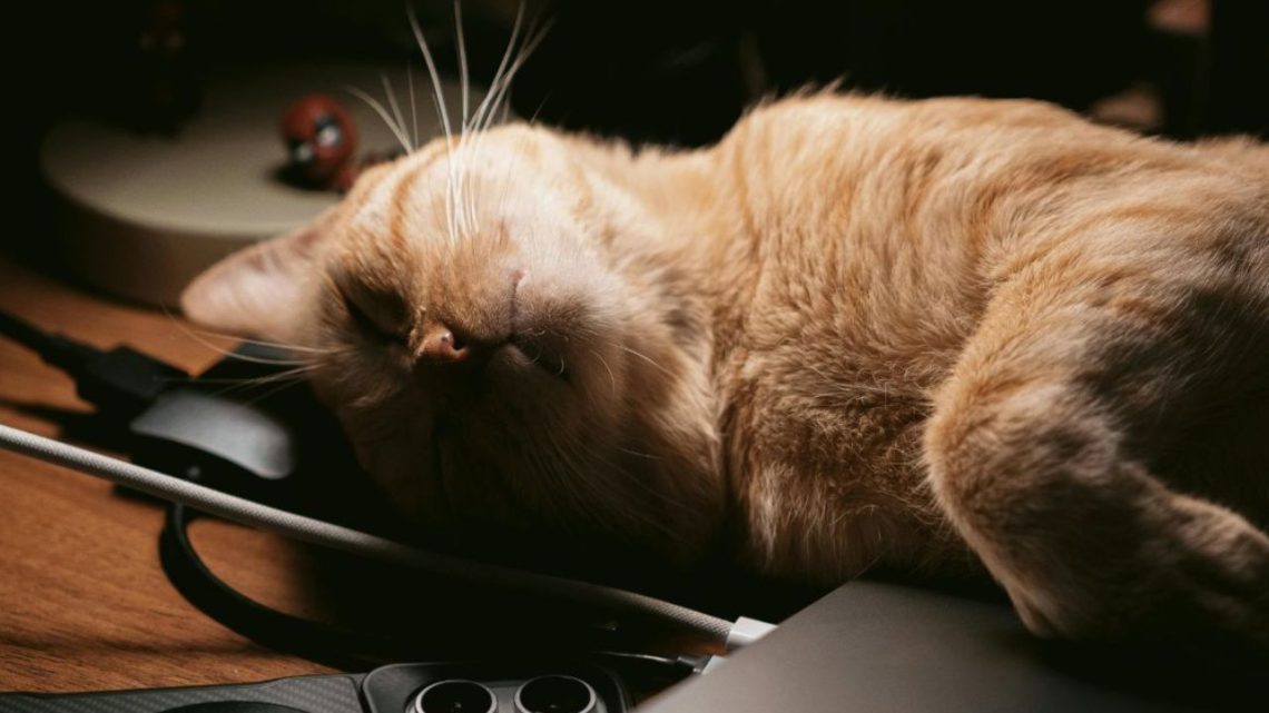 11 Reasons Your Cat Follows You Everywhere
