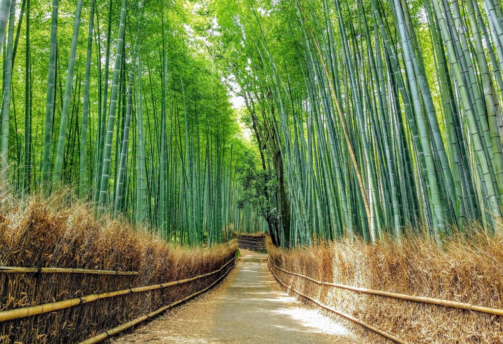 Arashiyama Bamboo Forest, Japan