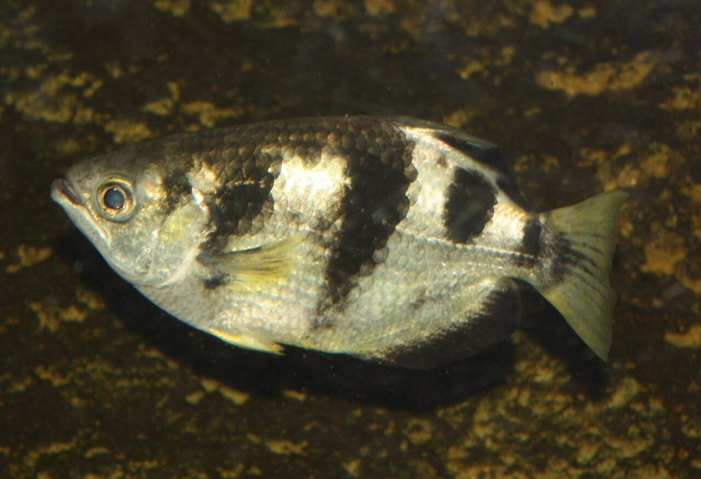Archerfish