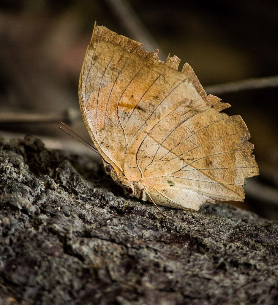 Dead Leaf Butterfly