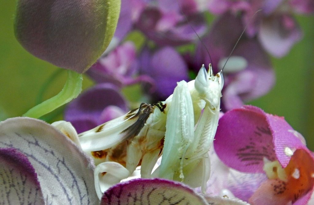 Orchid Mantis