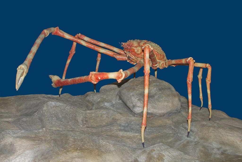 Japanese Spider Crab