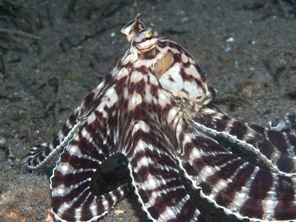 Mimic Octopus