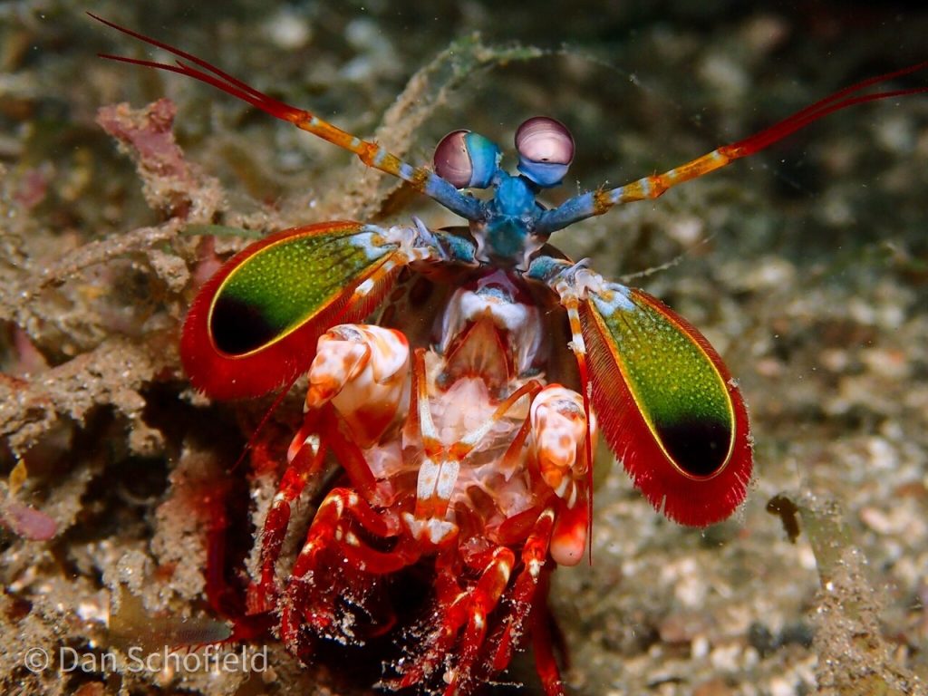 Mantis Shrimp