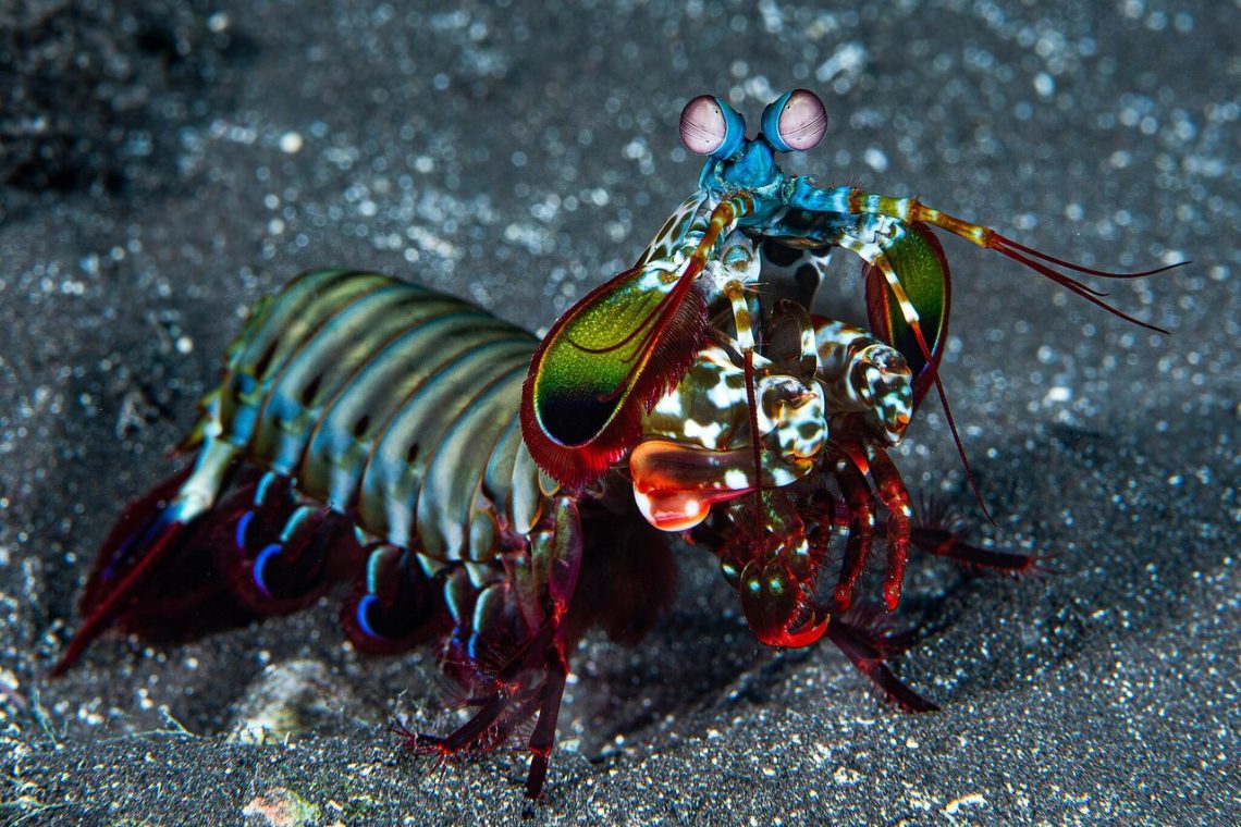 10 Animals That Feel Straight Out of Sci‑Fi