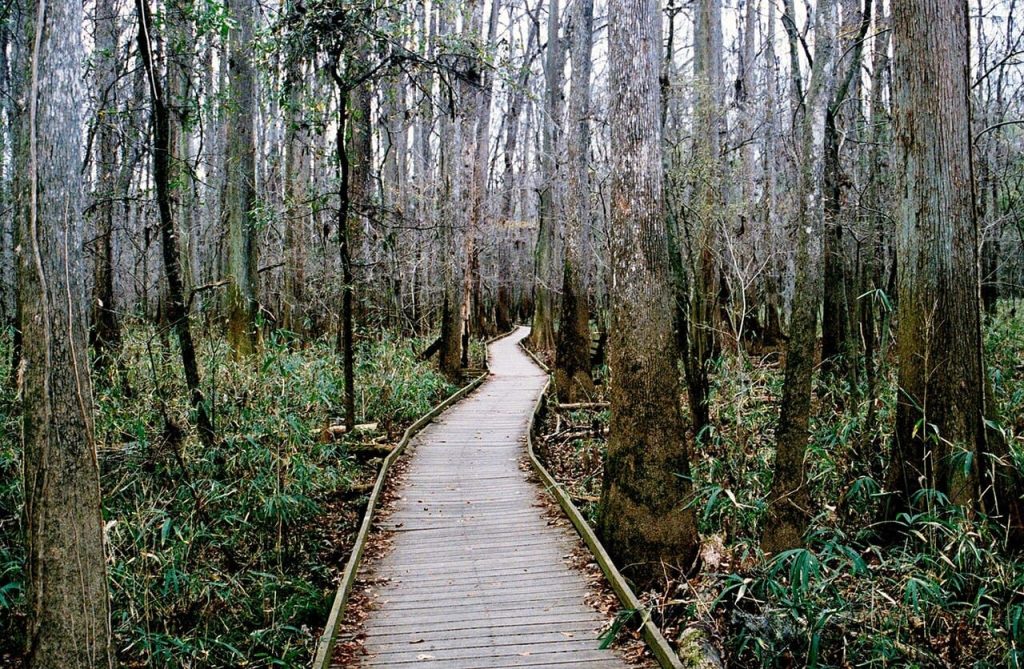 Congaree National Park