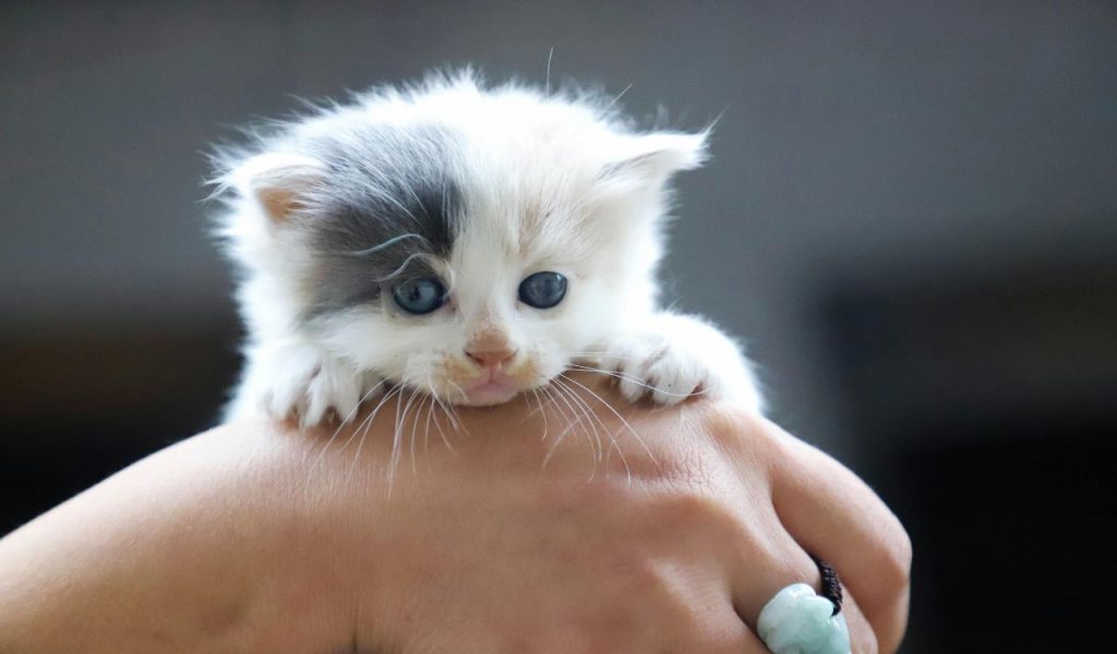 They Imprinted on You as a Kitten