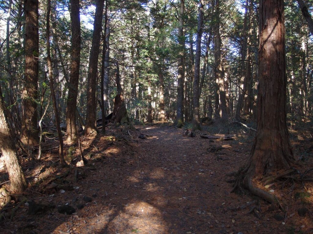 Aokigahara Forest