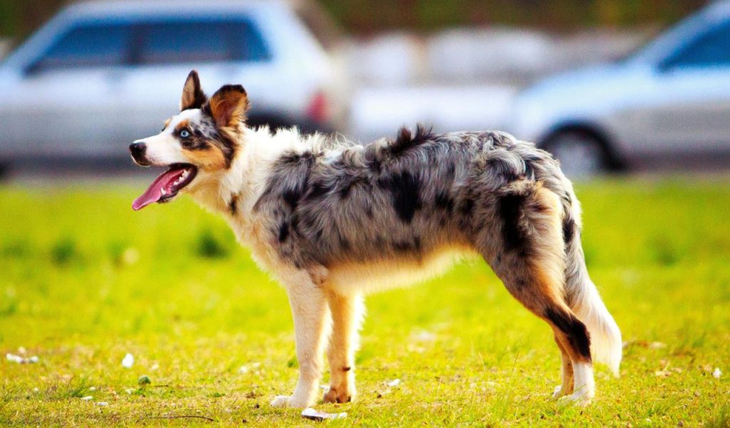 Australian Shepherd