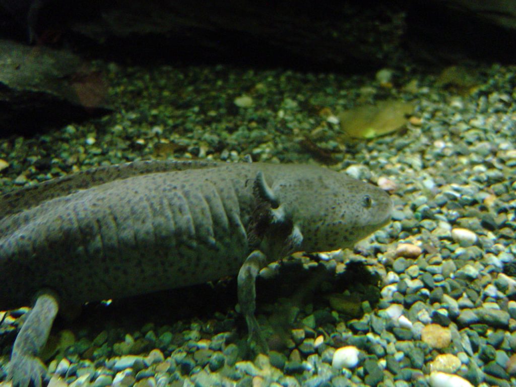 Axolotl