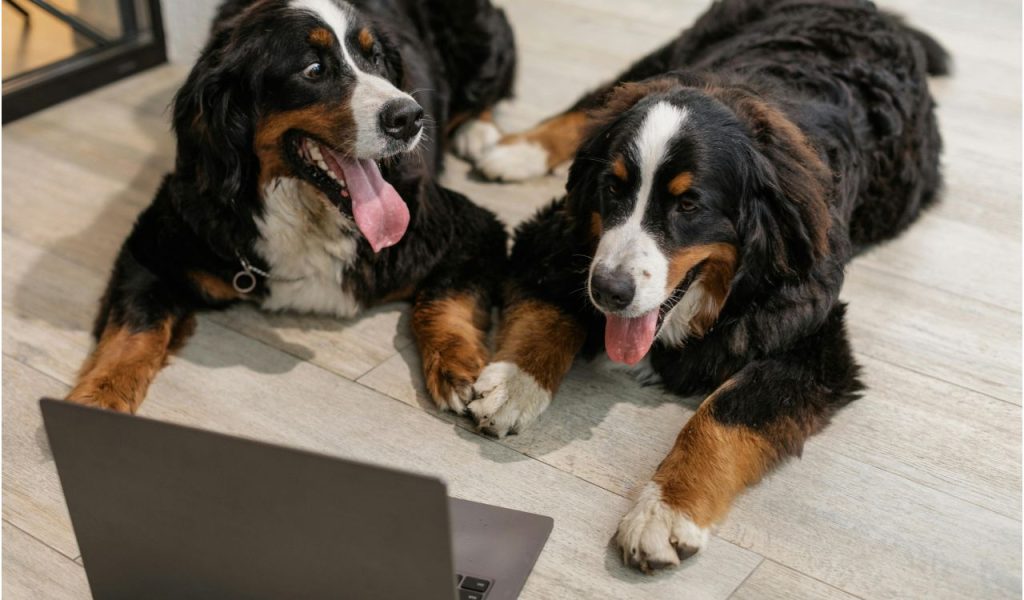 Bernese Mountain Dog