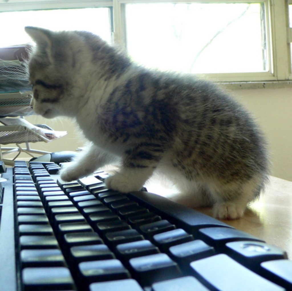 Keyboard Cat