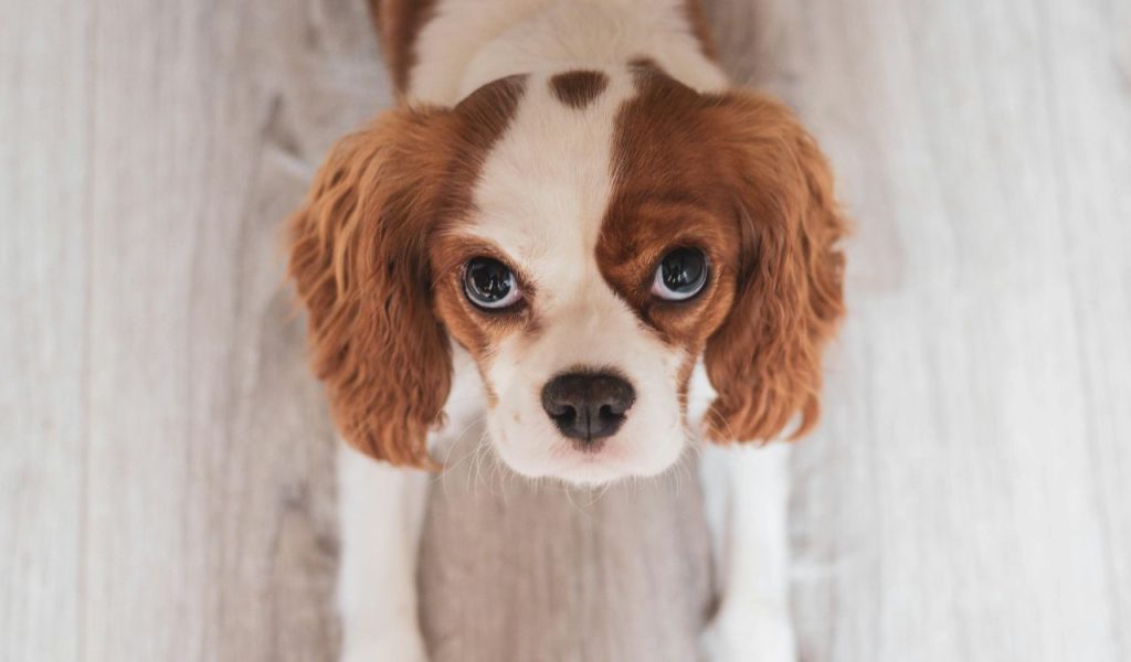 Cavalier King Charles Spaniel