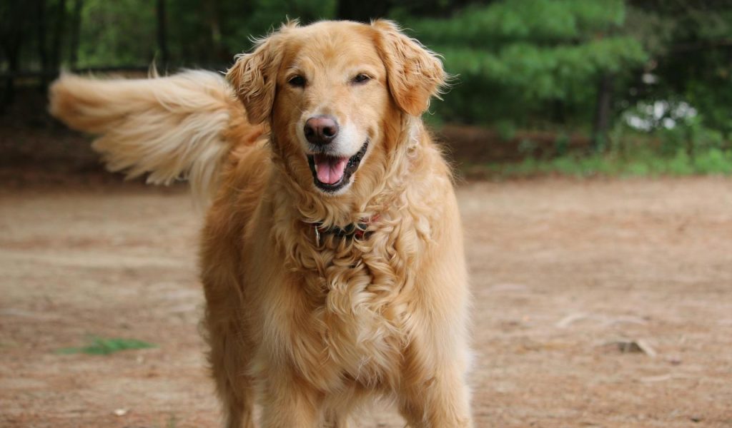 Golden Retriever