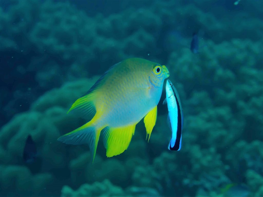 Cleaner Wrasse