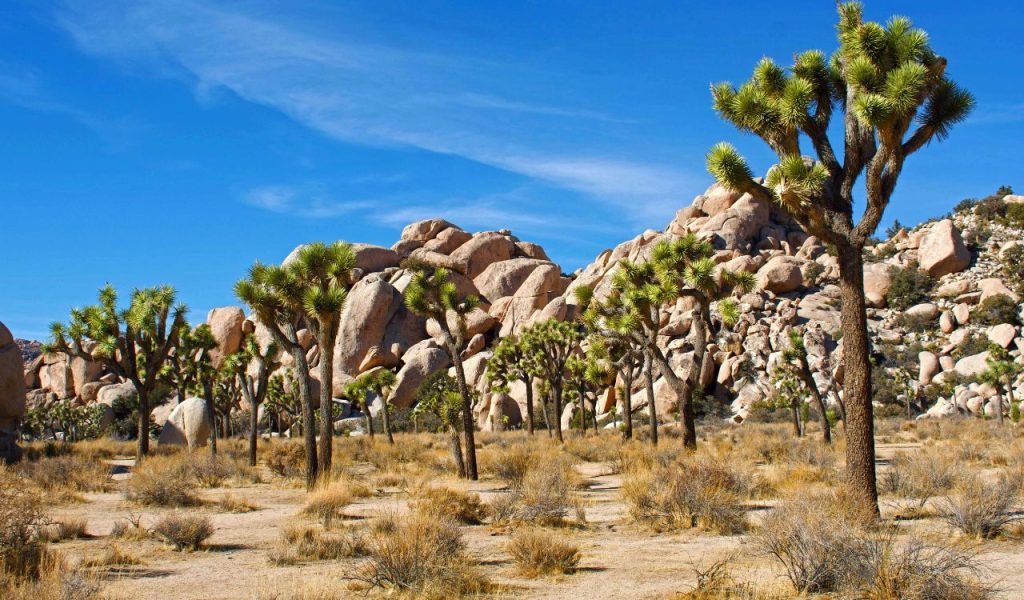 Joshua Tree National Park