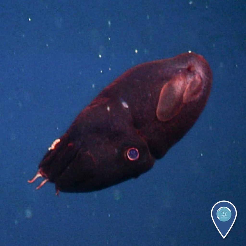 Vampire Squid