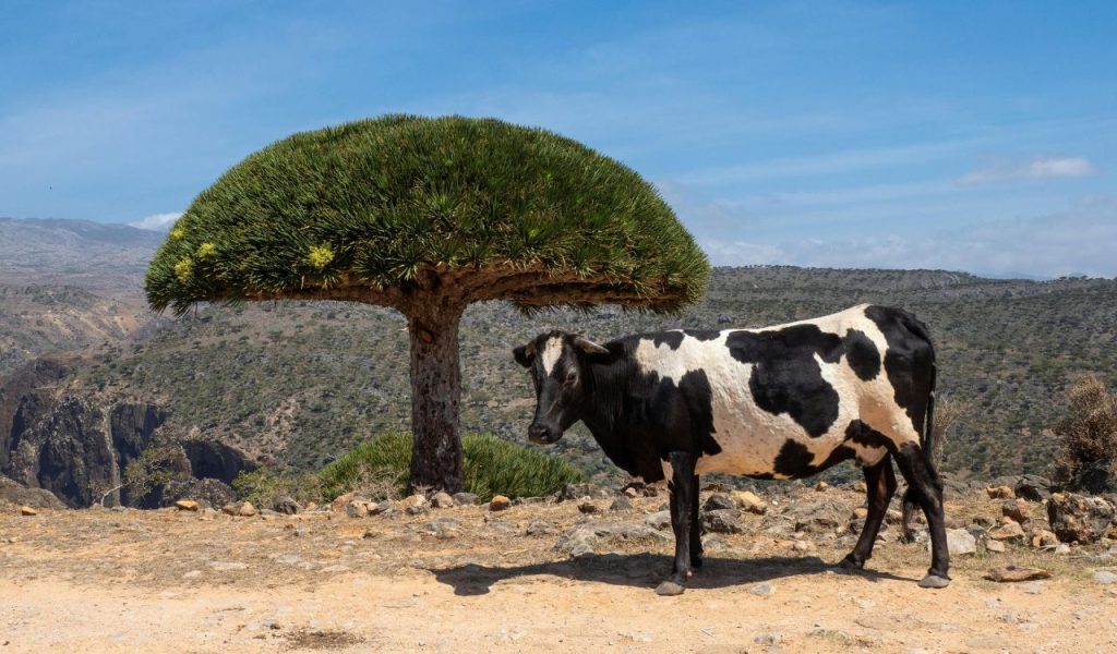 SocotraDream — Socotra