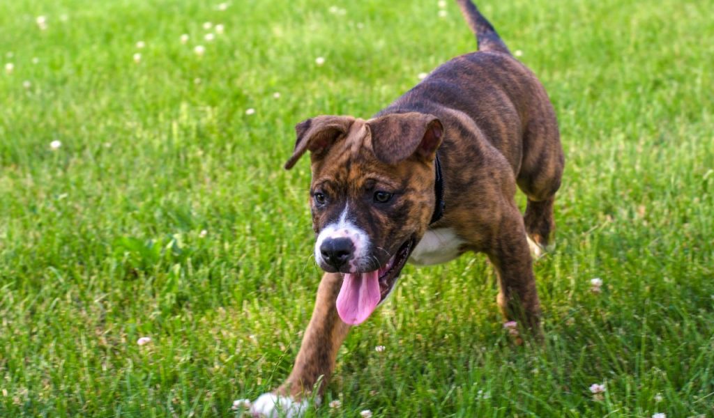 Staffordshire Bull Terrier
