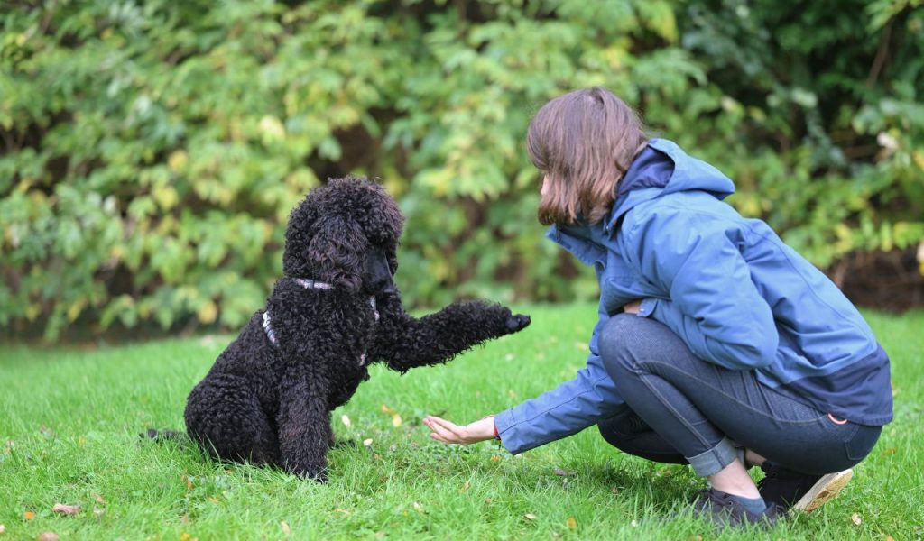 Standard Poodle