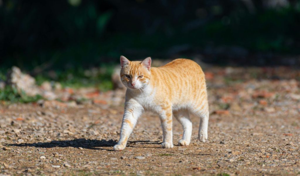 They Want to Lead You Somewhere