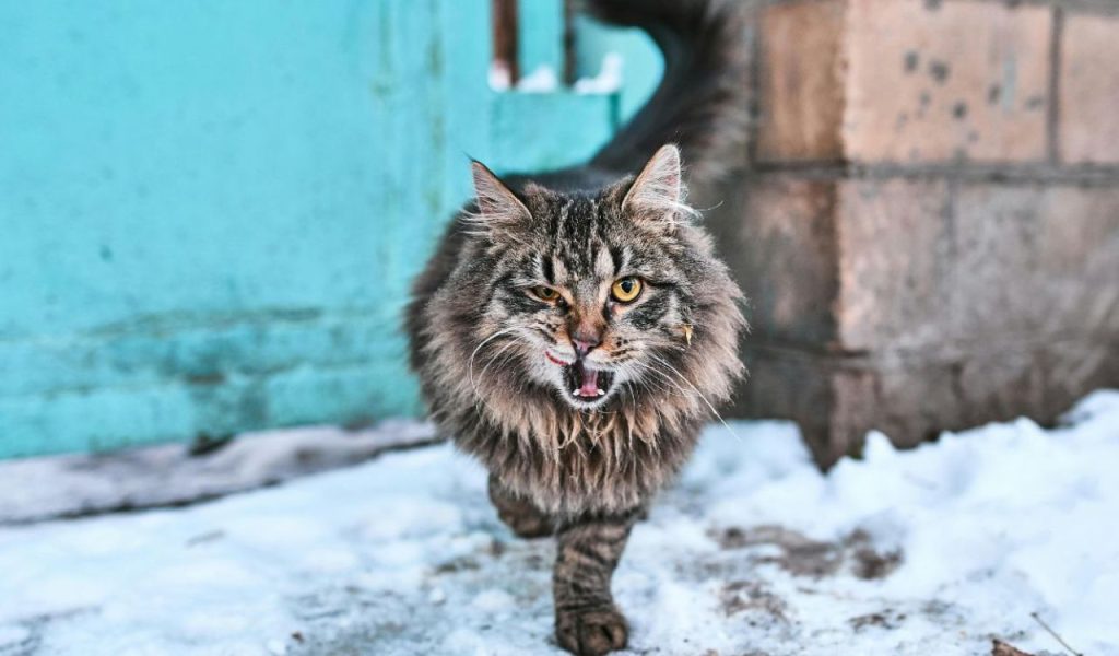 They’re Being Territorial