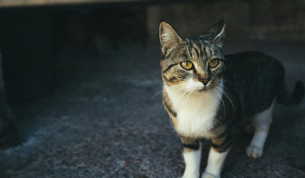 They’re Curious About Everything You Do