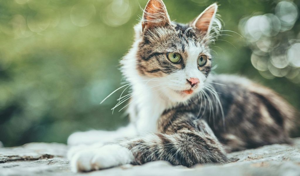 They’re Seeking Attention