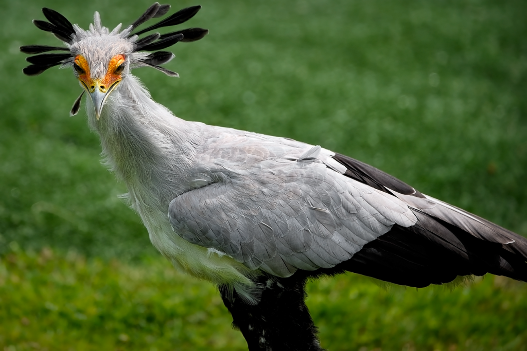Secretary bird
