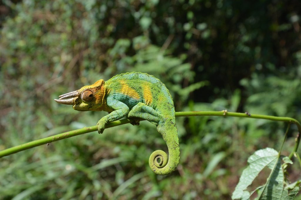 Chameleon
