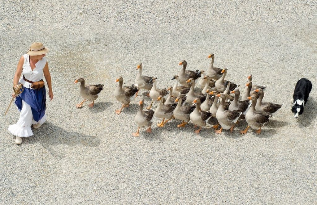 Competitive duck herding
