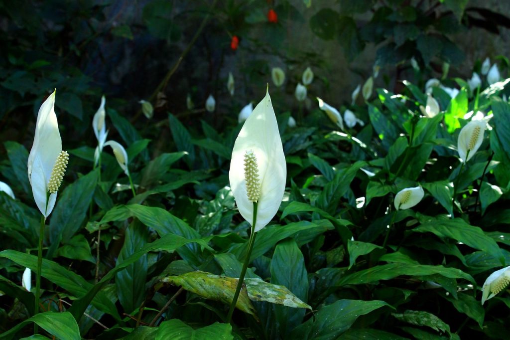 Peace Lily Creates a Calm, Elegant Look