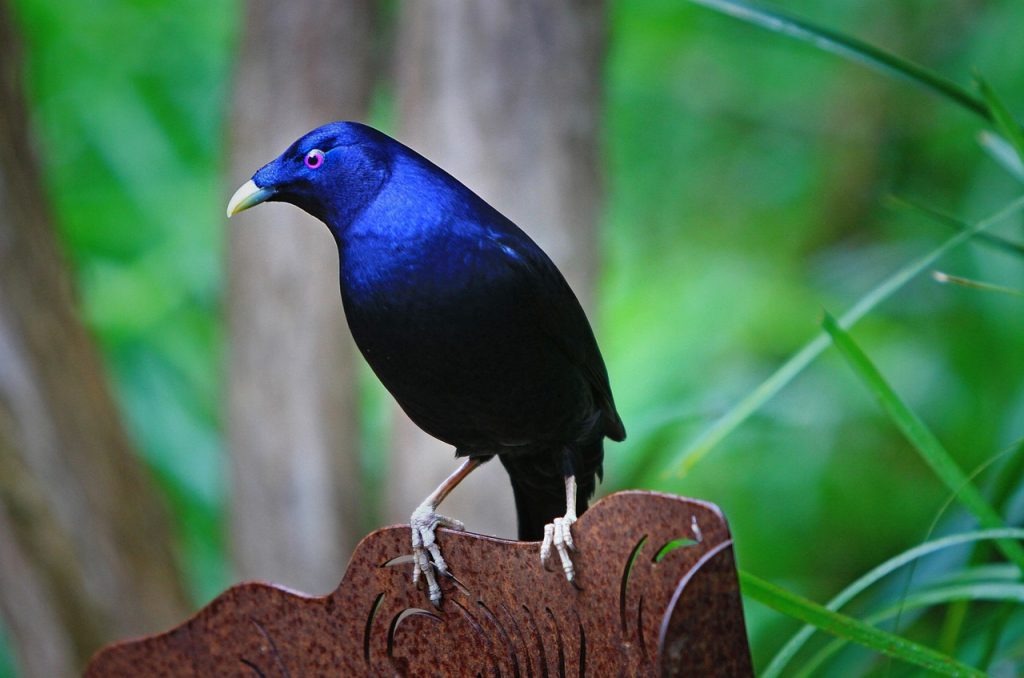 Bowerbird