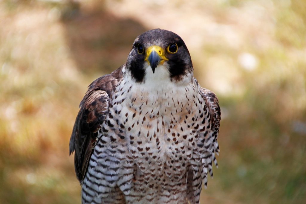 Peregrine falcon