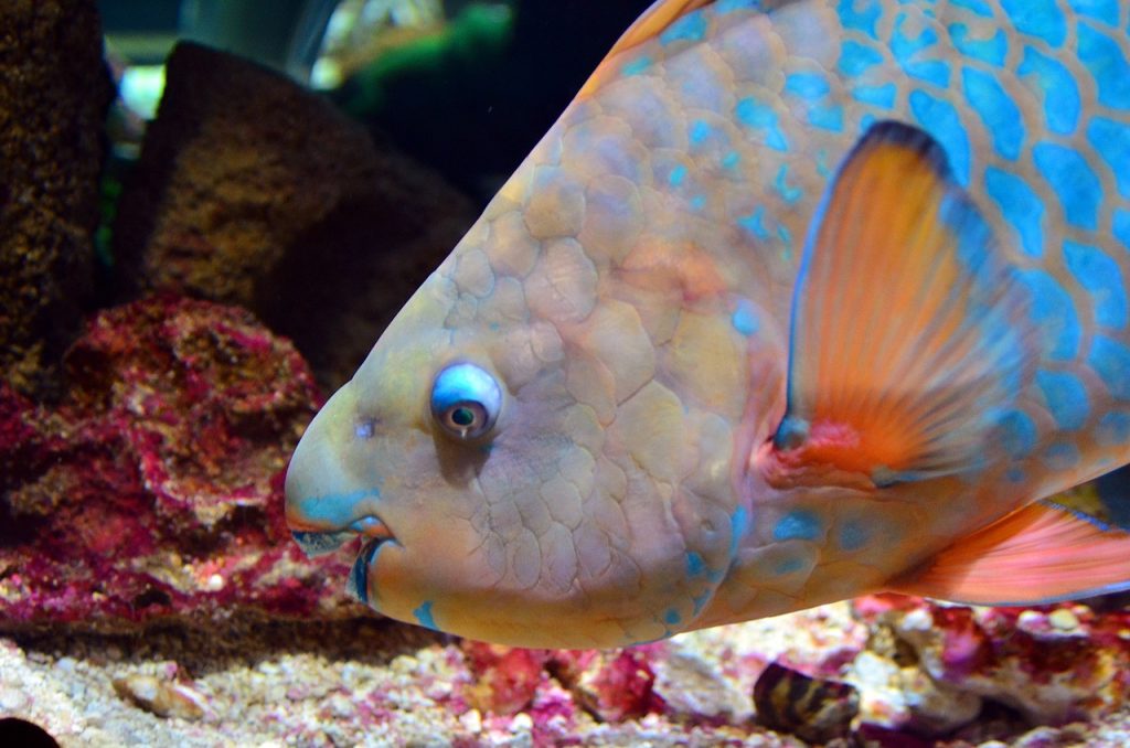 Parrotfish