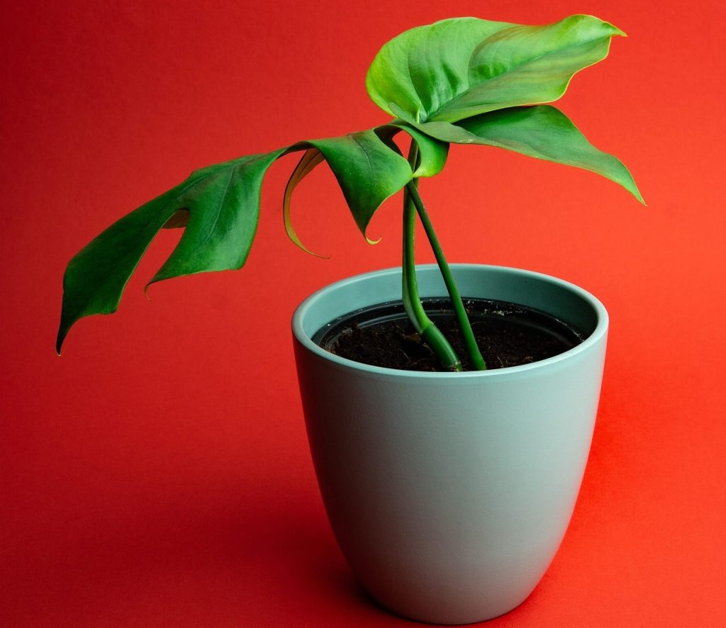 Monstera Adds Lush, Tropical Energy