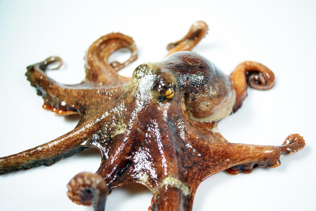 Octopus