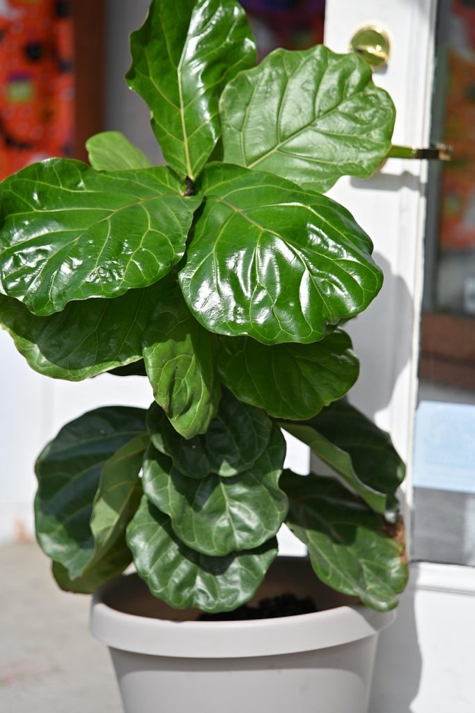 Fiddle Leaf Fig Makes a Bold Statement