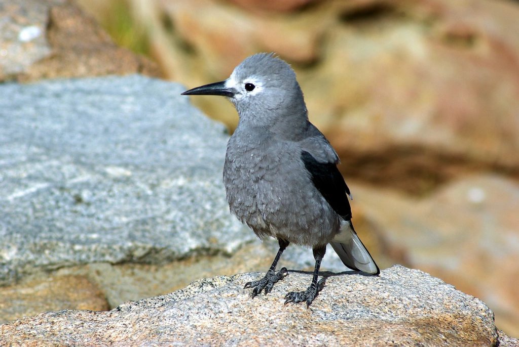 Clark’s nutcracker