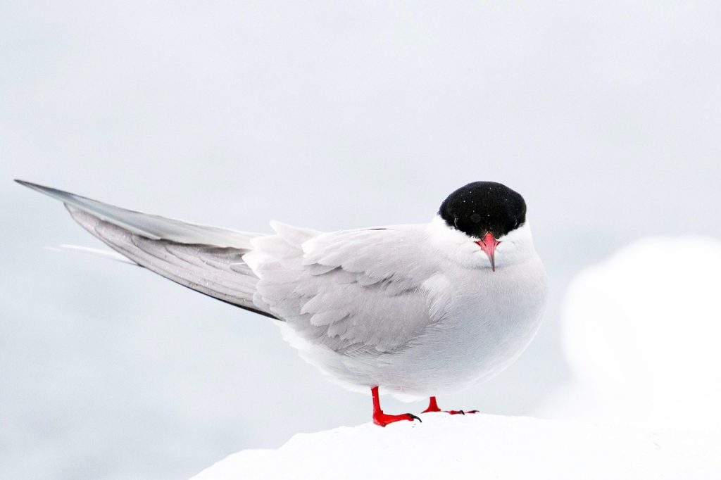 Arctic tern