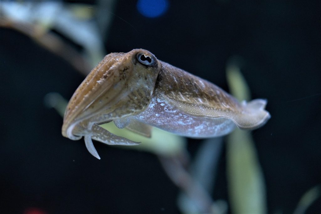 Cuttlefish