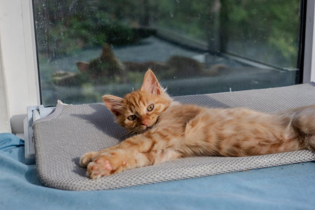  Cat Window Perch
