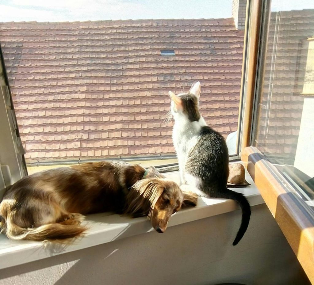 7 Things Your Pet Does That Are Secretly Protecting Your Home Without You Knowing It