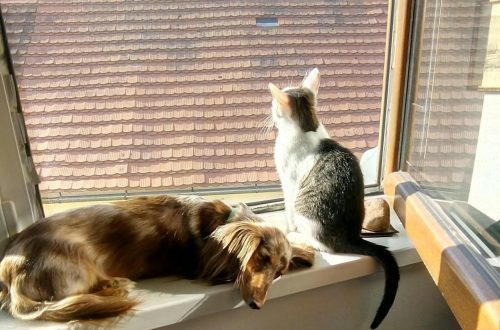 7 Things Your Pet Does That Are Secretly Protecting Your Home Without You Knowing It