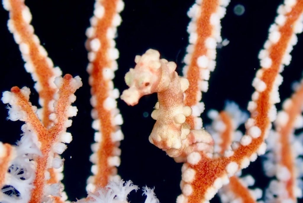 Pygmy Seahorse
