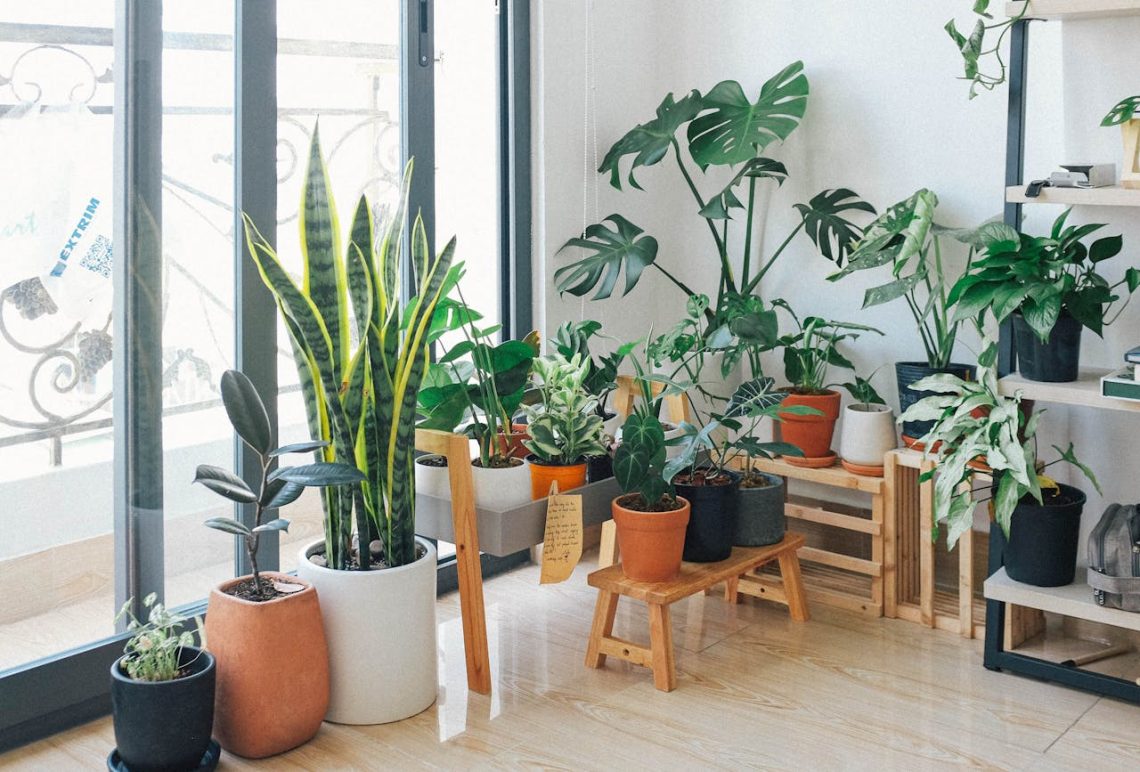 6 Indoor Plants That Transform Any Space and Make It Feel More Inviting