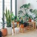 6 Indoor Plants That Transform Any Space and Make It Feel More Inviting