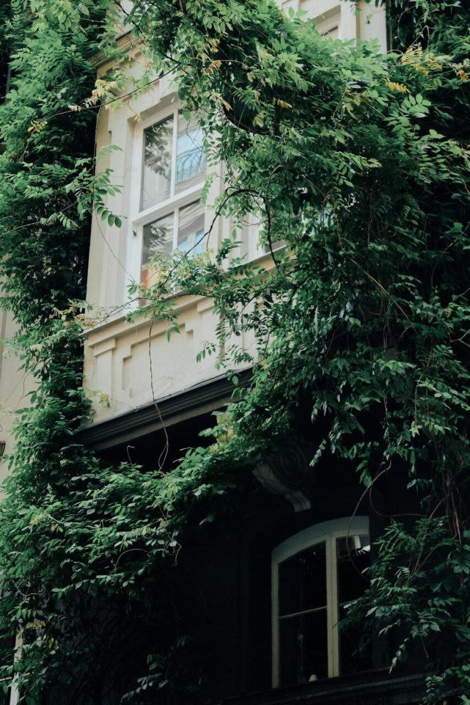 OVERGROWN LANDSCAPING