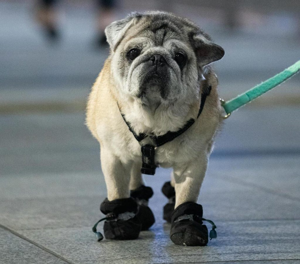 Dog Booties for Outdoor Walks