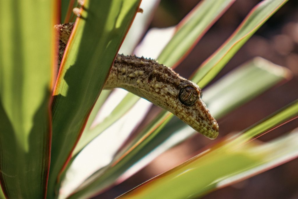 Leaf-Tailed Gecko